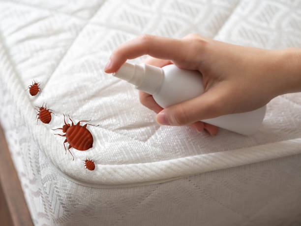 Best Pest Prevention Services  in Rolla, ND